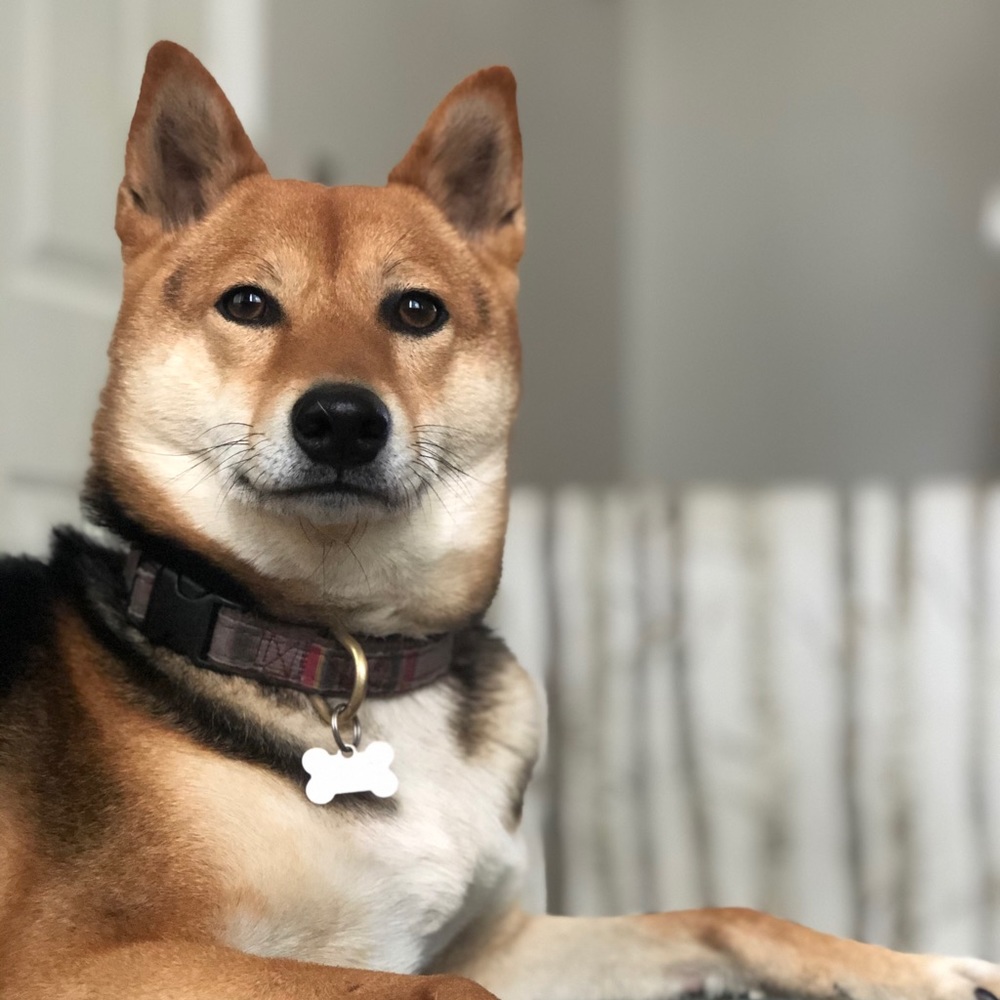 Who, me? 🐶♥️